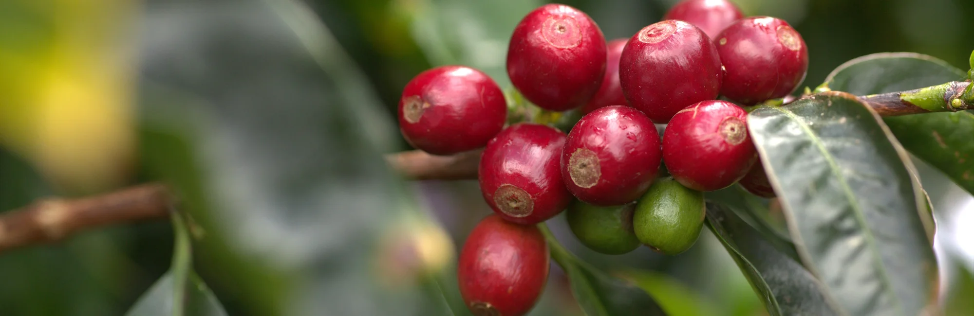 red coffee cherries ona a tree