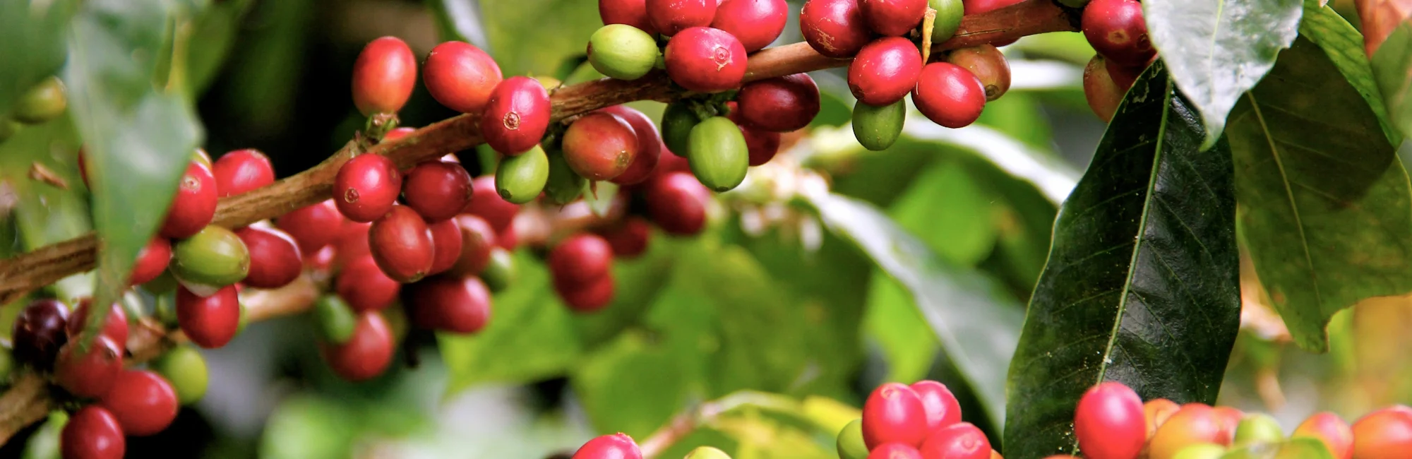 red coffee cherries on a tree