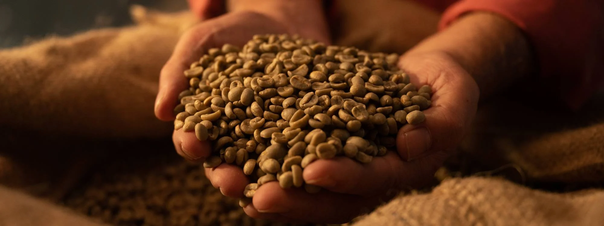 zwei Hände halten Kaffeebohnen über einem Kaffeesack